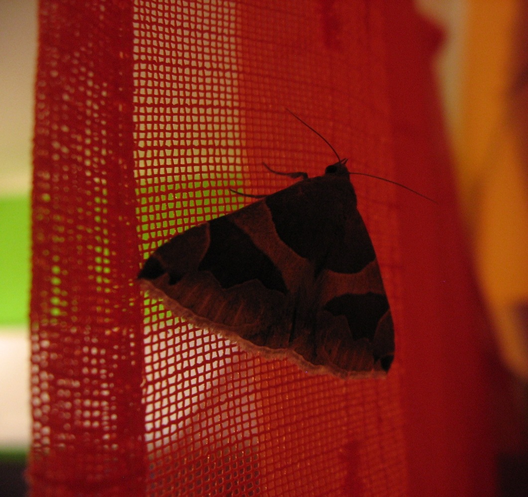 Lepidottero notturno da identificare!!!